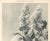 This is a French antique botanical photograph of lilac blossoms. It dates to 1904. It came from a French Beaux-Arts...