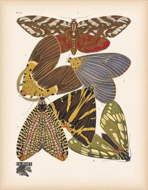 Papillons (Butterflies) Plate 14 Giclee Reproducion Art Print by Emile Allian Séguy