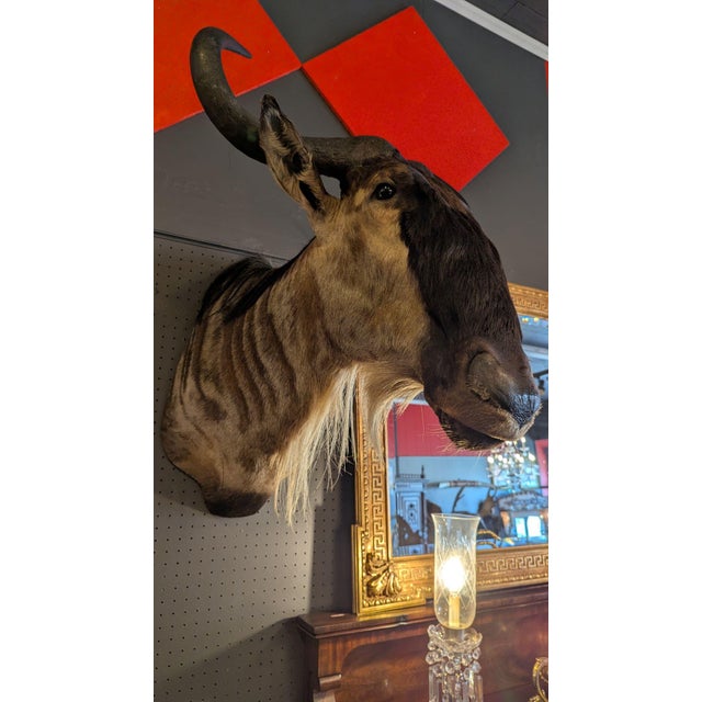 Late 20th Century Wildebeest Mount For Sale - Image 6 of 9