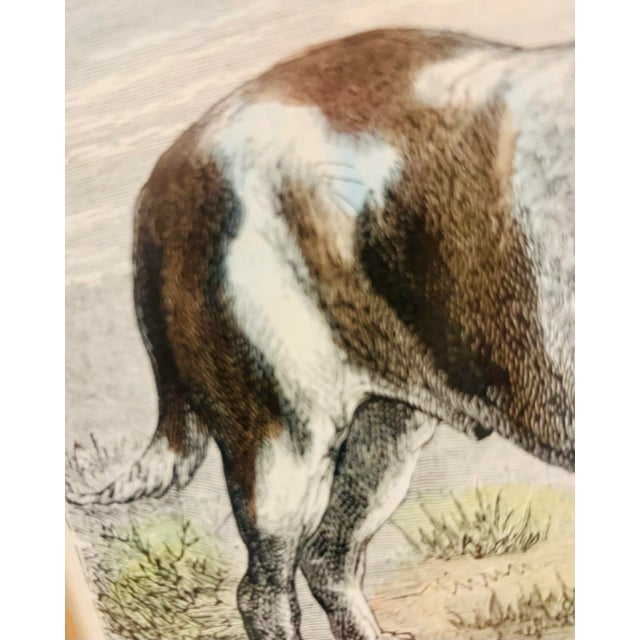 White 19th-Century Hand Colored French Engraving of a Beagle for "La Chasse Illustree" by Firmin Didot For Sale - Image 8 of 12