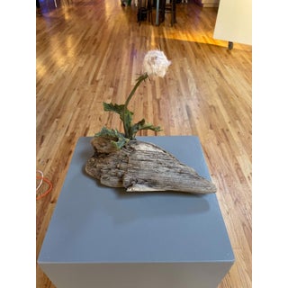Adrift by Ashley Folkner | Mixed Media Sculpture of driftwood with a dandelion flower For Sale