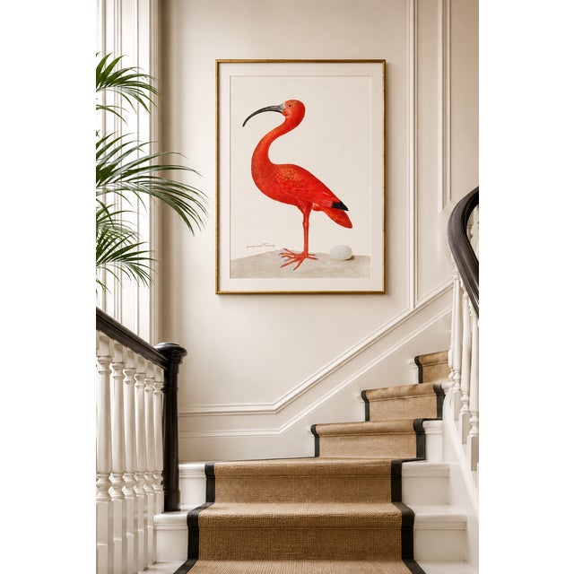 Paper Scarlet Ibis With an Egg, Vintage Art Print Reproduction, 20" X 30" For Sale - Image 7 of 12