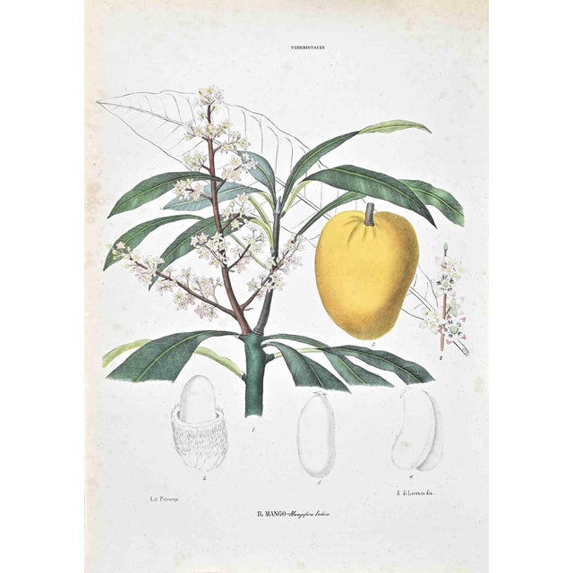 Vincenzo Tenore, The Terebintaceae, Lithograph, 1870s For Sale