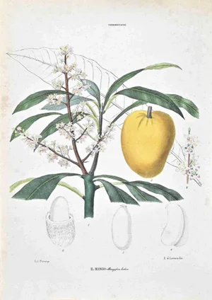 Vincenzo Tenore, The Terebintaceae, Lithograph, 1870s
