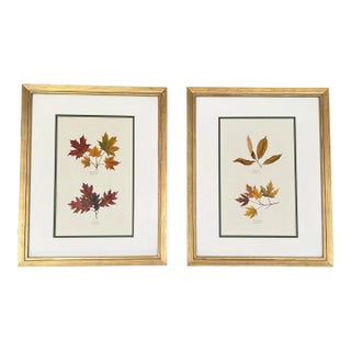 Original Vintage Tree Leaf Botanical Prints- Authentic Early 20th Century Prints For Sale