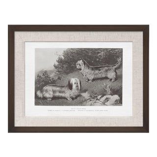 Cassell Dogs; Skye Terriers, Framed Artwork For Sale