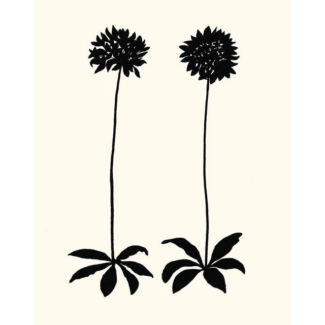 Allium, Giclée Print by Philippa Katz For Sale