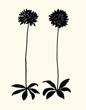 Allium, Giclée Print by Philippa Katz