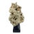 Indonesian Coral Stone On Teak Stand For Sale - Image 4 of 5