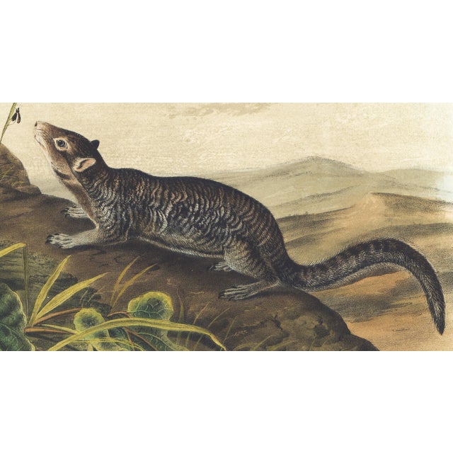 Original first edition Audubon stone lithograph from "The Viviparous Quadrupeds of North America", octavo edition, printed...
