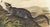 Original first edition Audubon stone lithograph from "The Viviparous Quadrupeds of North America", octavo edition, printed...