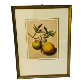 Georg Flegel, Branch with Bitter Oranges, Lithograph, 1940s For Sale