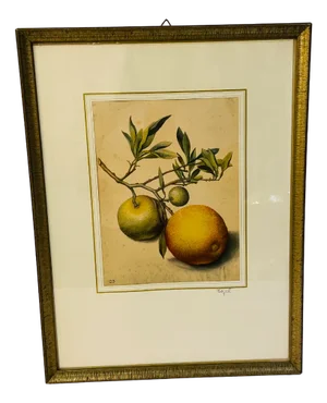 Georg Flegel, Branch with Bitter Oranges, Lithograph, 1940s