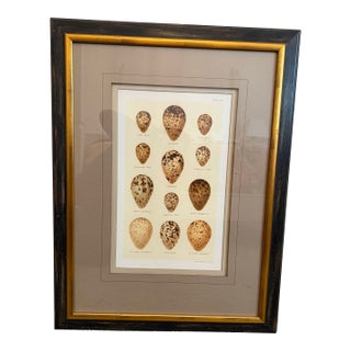 Ethan Allen Eggs of British Birds II For Sale