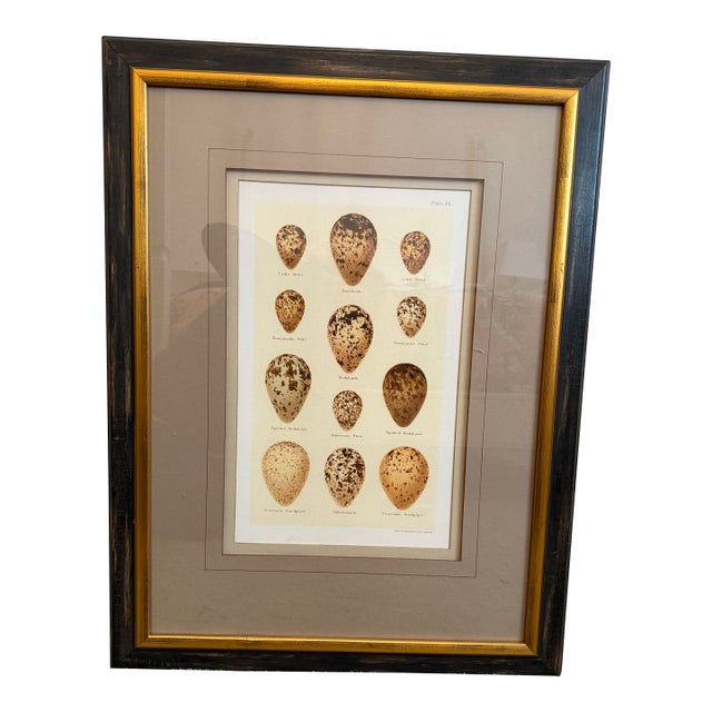 Ethan Allen Eggs of British Birds II For Sale