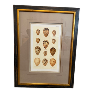 Ethan Allen Eggs of British Birds II
