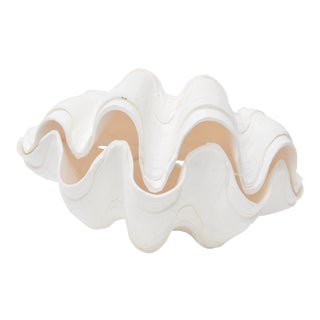 Tridacna Clam Shell For Sale