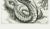 Serpent is an original etching artwork by Marcel Chirnoaga (Romanian, 1930–2008) one of the most important artists of...