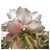 Mid 20th Century VTG Large Italian Porcelain Rose Bouquet Basket Centerpiece Capodimonte 22.5” For Sale - Image 5 of 18