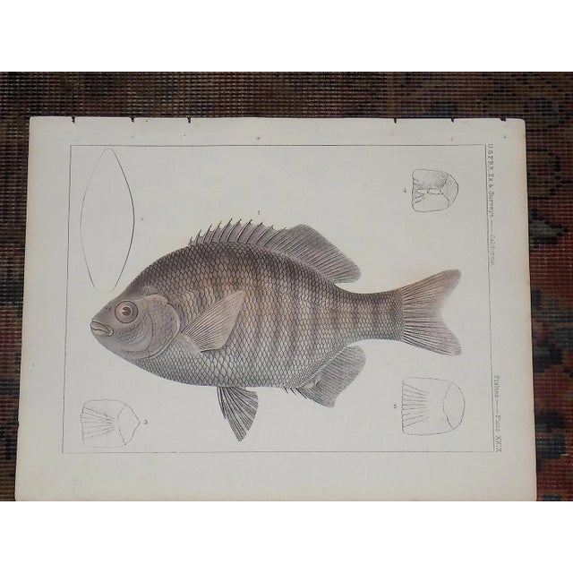This set of three (3) antique 19th century hand colored lithographs depict several varieties of North American fish....