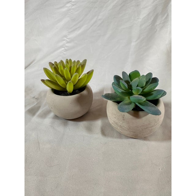 Contemporary Adorable Set of Petite Succulents in Little Concrete Vases For Sale - Image 3 of 5