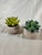 Contemporary Adorable Set of Petite Succulents in Little Concrete Vases For Sale - Image 3 of 5