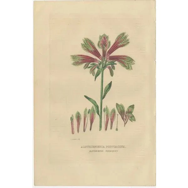 Drapiez, Heritage Blossoms, 1845, Hand-Colored Engravings, Set of 3 For Sale - Image 3 of 6