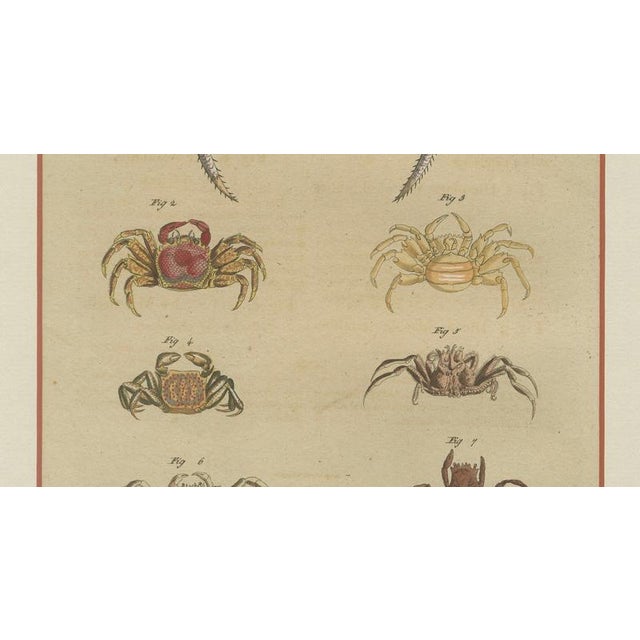 Paper Bertuch, Exotic Crabs & Fiddler Crab, 1813, Engraving For Sale - Image 7 of 9