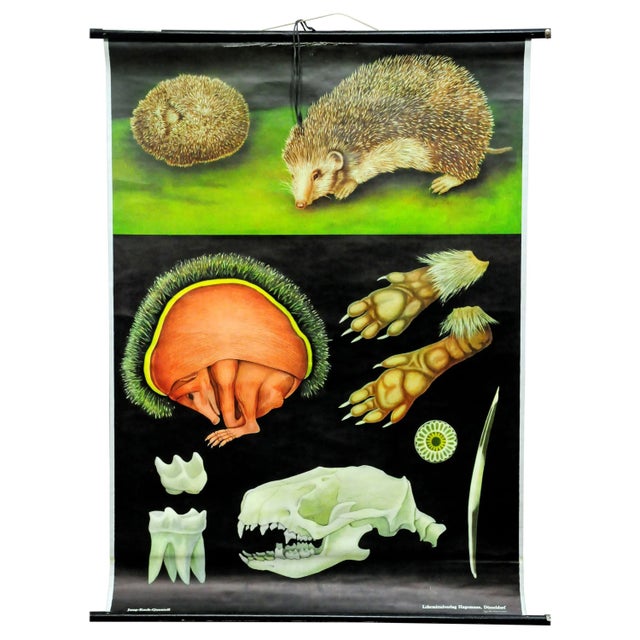 Vintage Hedgehog Rollable Wall Chart Poster Print by Jung Koch Quentell For Sale - Image 6 of 6