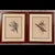 Antique White Vintage 1800s John Gould Tropical Birds Parrots Color Lithograph Reproductions by Sidney Z. Lucas Circa 1940s - Set of 2 For Sale - Image 8 of 15