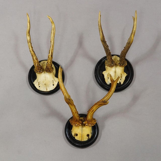 1900 - 1909 Antique Collection of Six Roe Deer Trophies on Turned Plaques, Germany Ca. 1900s For Sale - Image 5 of 9