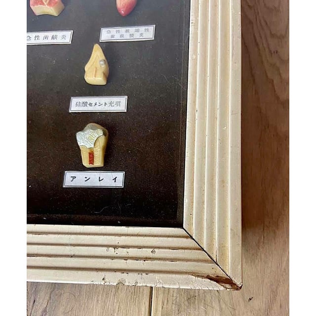 Japanese Dental Teaching Display with Anatomical Models, 1920s For Sale - Image 12 of 18