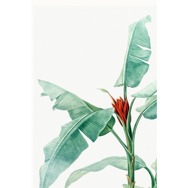 Paper Scarlet Banana Illustration, Vintage Botanical Art Print Reproduction, 20" X 30" For Sale - Image 7 of 10