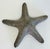 Vintage Solid Brass Starfish Paper Weight For Sale In Kansas City - Image 6 of 8