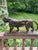 Late 19th Century “Walking Tiger” French Bronze Sculpture by Antoine‑Louis Barye – Signed Barre For Sale - Image 4 of 11