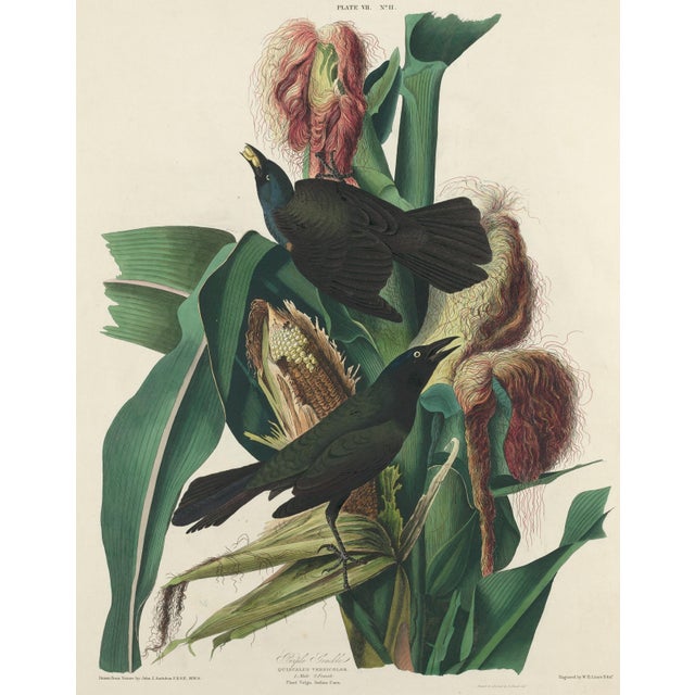Vintage John James Audubon Reproduction Double Sided Prints - Collection of 4 For Sale - Image 9 of 9