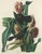 Vintage John James Audubon Reproduction Double Sided Prints - Collection of 4 For Sale - Image 9 of 9