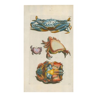 Georg Wolfgang Knorr – Exotic Crabs – 18th-Century Engraving with Modern Hand Coloring – Plate VIII For Sale