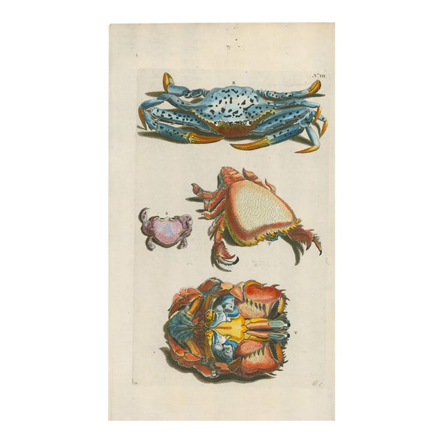 Georg Wolfgang Knorr – Exotic Crabs – 18th-Century Engraving with Modern Hand Coloring – Plate VIII For Sale