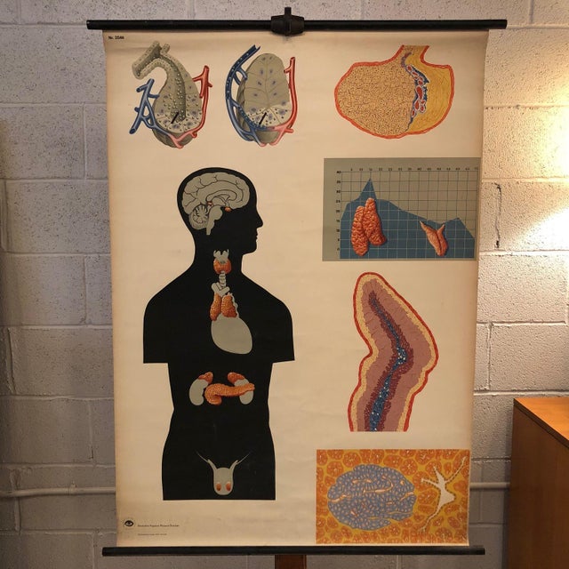German, educational, anatomical, roll-up chart depicting glands of the human endocrine system from the Deutsches Hygiene...