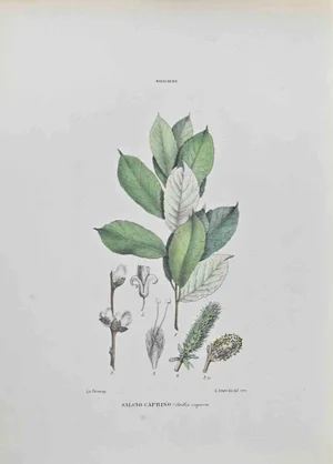 Vincenzo Tenore, Salcio Caprino, Lithograph, 1870s