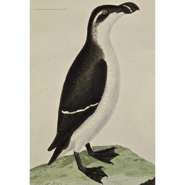 Figurative A Female Penguin: An 18th Century Hand-Colored Engraving by Martinet, 1765 For Sale - Image 3 of 4