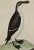 Figurative A Female Penguin: An 18th Century Hand-Colored Engraving by Martinet, 1765 For Sale - Image 3 of 4