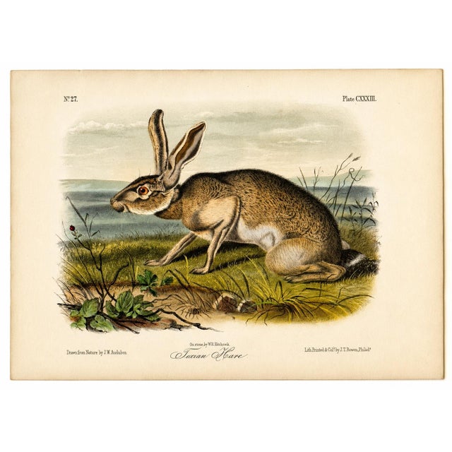 American Texan Hare by John James Audubon, 1st Edition Octavo Print, 1842 For Sale - Image 3 of 4