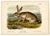 American Texan Hare by John James Audubon, 1st Edition Octavo Print, 1842 For Sale - Image 3 of 4