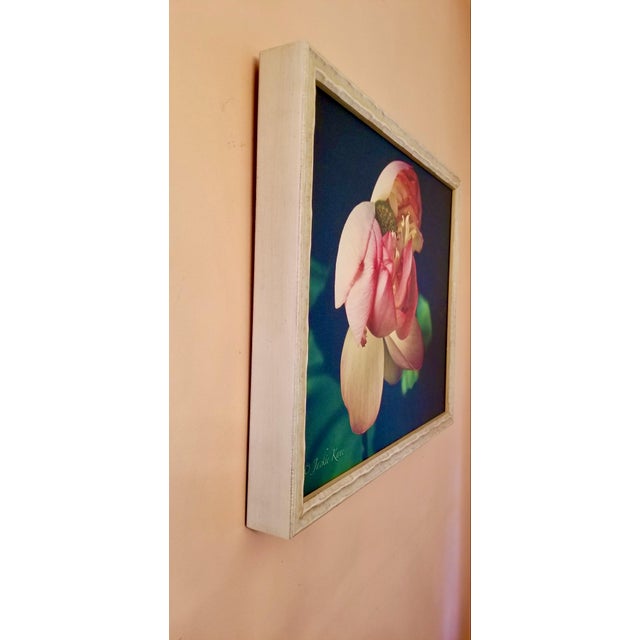 Contemporary "Golden Pink Lotus Flower" Contemporary Botanical Still Life Photograph by Jackie Kane, Framed For Sale - Image 3 of 7