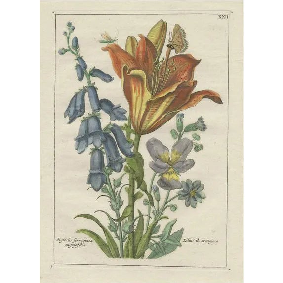 After van Brussel, The Orange Lily & Digitalis Ferruginea Angustifolia, 1794, Print For Sale
