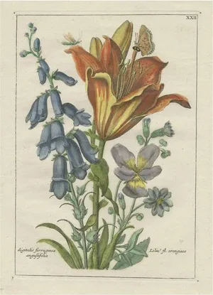 After van Brussel, The Orange Lily & Digitalis Ferruginea Angustifolia, 1794, Print