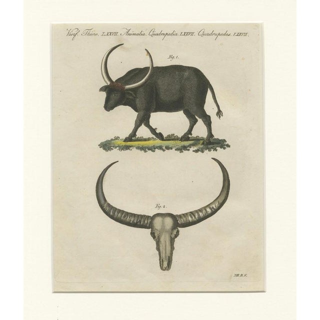Antique Wild Buffalo and Long Horns Engraving from Bertuch, 1810 For Sale - Image 3 of 10