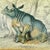 A hand-colored copper engraving from the original drawing by James Hope Stewart, of an Indian Rhinoceros, circa 1836 –...